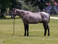 Pastuv, Quarter Horse — fotografija 1