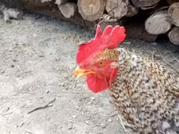 Chickens — 写真 4