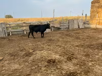 Vaca, Aberdeen-Angus — foto 1