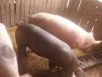 Säue, Schweine — Foto 2