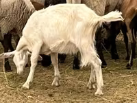 تيس, Alpine goat — الصورة 5