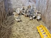 Chickens — 照片 1