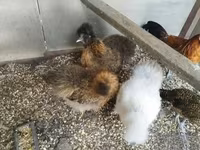 Silkie — zdjęcie 2