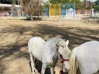 Pferde (Partie, Geschlecht nicht angegeben), Australian Pony — Foto 5
