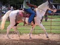 Pastuv, National Show Horse — fotografija 8