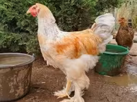 Brahma — zdjęcie 3