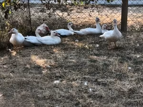 Ducks