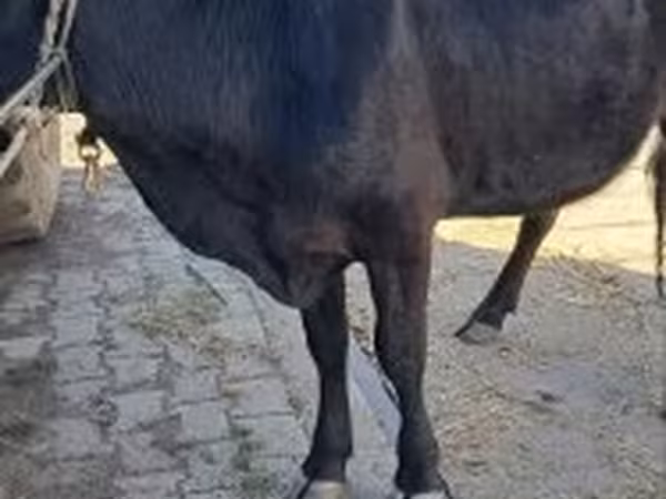 母牛, Cattle