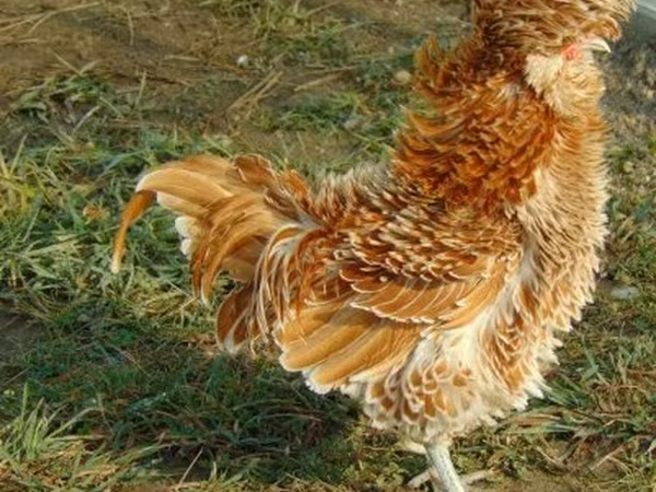 Padovana