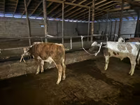Bik, Latvian Blue cattle — fotografija 2