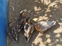 Ducks — الصورة 4