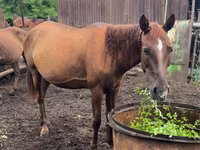 Kobila, Thoroughbred horse — fotografija 2