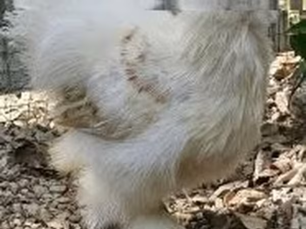 Silkie