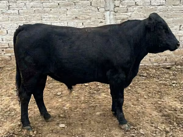 Taureau, Aberdeen-Angus