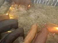 नर सूअर — फ़ोटो 2