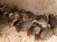 Guinea fowl — 照片 4