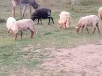 Qoʻchqor, Racka sheep — 2-rasm