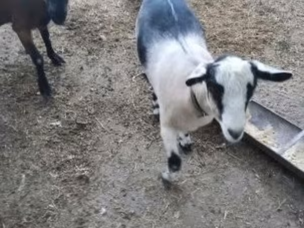 母山羊, Goats