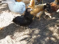 Chickens — الصورة 6