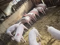 Eber, Schweine — Foto 4