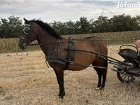 母马, Hungarian horse breed — 照片 1