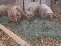 Қошқар, Racka sheep — 1-сурет