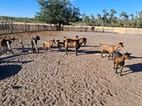 Goat, Goats — photo 4