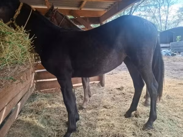 Madyan, Lipizzaner — Macarıstan