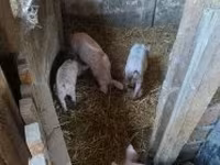 Verro, Cerdos — foto 3