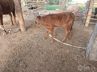 Krava, Red Estonian cattle — fotografija 2