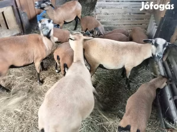 母羊, Cameroon sheep