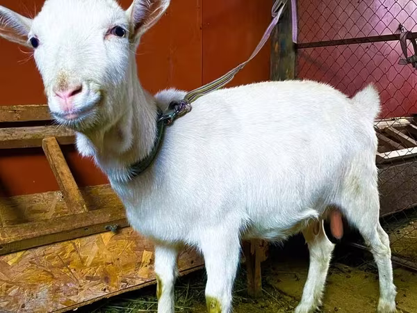 Chèvre, Saanen goat