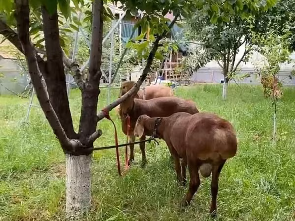 Ovan, Овце