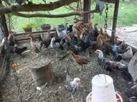 Gollandiya bantam — 6-rasm