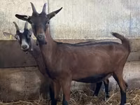 Коза, Alpine goat — фото 2