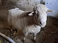 公羊, Merino sheep — 照片 5