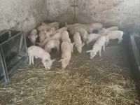 خنازير (دفعة، الجنس غير محدد), الخنازير — الصورة 2