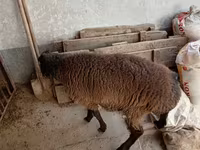 雄羊, Blackheaded Persian sheep — 写真 3