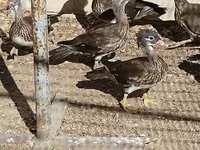 Ducks — Foto 1