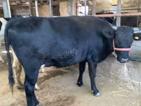 Vache, Race Holstein — photo 5