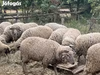Widder, Merino sheep — Foto 3