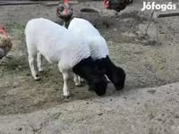 Carnero, Dorper sheep — foto 2