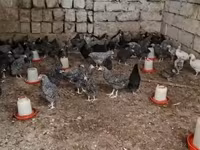 Chickens — fotografija 3