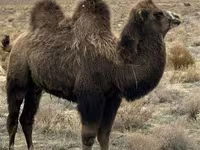 Wielbłądy (partia, płeć nieokreślona), Kazakh Bactrian camel — zdjęcie 3