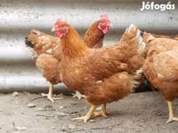 gallina danesa — foto 3