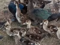 Ducks — fotografija 1
