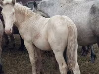 Cheval, Chevaux — photo 2