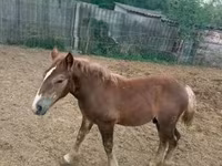 雄馬, Hungarian horse breed — 写真 1