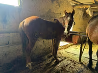 Koń, Horse breed — zdjęcie 4