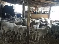 मेढ़ा, भेड़ — फ़ोटो 1
